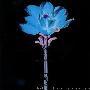 X-JAPAN -《Longing~切望の夜~》(Setsubo no yoru)单曲[FLAC]
