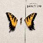 Paramore -《Brand New Eyes》[MP3]