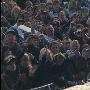 Guano Apes -《Rock Am Ring 2009》[DVDRip]