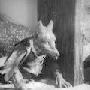 《狐狸的故事》(The Tale of the Fox)1930 法国木偶动画[DVDRip]