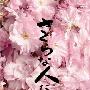 《樱花般的人们》(Sakura na hito tachi)[DVDRip]