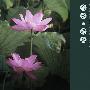 白水 -《雨来》[MP3]