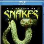 《动物星球：蛇之惊艳奇观》(The Beauty of Snakes)[BDRip]