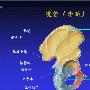 《李惠玲解剖学课件》2008.07[光盘镜像]