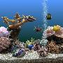 《最美的热带鱼屏保》(Marine Aquarium 3)[压缩包]