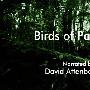 《BBC 自然世界 2010 鸟类天堂》(BBC Natural World 2010 Birds of Paradise)[DVB][TVRip]