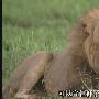 《非洲超级七兽》(Africa's.Super.Seven)[MP4]