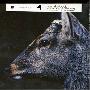 toe -《 the book about my idle plot on a vague anxiety 》专辑[MP3]