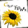 KCM -《Color Flower》单曲[MP3]