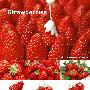 《 生活与水果高清图片素材》(Imageland Sozai Food  Strawberries)Vol.45[光盘镜像]