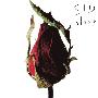 シド(SID) -《sleep》单曲[MP3]