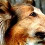 《BBC 动物明星》(BBC Paws, Claws And Videotape)[PDTV][TVRip]