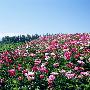 《12鲜花满地素材》JPEG,2094x2950,200P[压缩包]