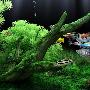 《梦幻水族馆屏保》(Dream Aquarium V1.202 Full)英文绿色特别版[压缩包]
