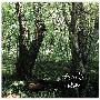 川嶋あい(Ai Kawashima) -《春の梦》单曲[MP3]