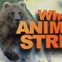 《探索频道高清 动物袭击》(Discovery Channel HD When Animals Strike)[720P]