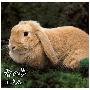 川嶋あい(Ai Kawashima) -《春の夢》单曲[FLAC]