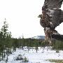 《国家地理频道 动物零距离合集》(National Geographic Dangerous Encounters Collection)危险的兽穴+野猪入侵+毒液之地[HDTV]