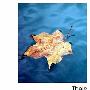 《赛斯》(Thais)(Anatole France)文字版[PDF]