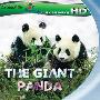 《大熊猫》(The Giant Panda)CHD联盟(国英)[1080P]