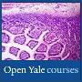 《耶鲁大学开放课程：生物医学工程探索》(Open Yale course：Frontiers of Biomedical Engineering)MOV 高清版 更新至第6课：细胞培养工程（续）