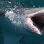《国家地理频道 鯊鱼新发现》(National Geographic Sharkville)[PDTV][TVRip]