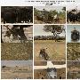《BBC 自然世界 大象无国界》(BBC Natural World Elephants without Borders)[简/繁/英字幕][720p-MiniSD]