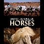《SBS 马的魔咒》(SBS Under the Spell of Horses)更新至第1集[DVDRip]