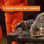 《Channel 4 解剖巨型动物 第二季》(Channel 4 Inside Natures Giants Season 2)MVGroup/更新至第1集 大白鲨[PDTV][TVRip]
