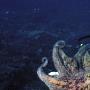 《国家地理频道 寻找巨型章鱼》(National Geographic Wild Search for the Giant Octopus)[PDTV][TVRip]