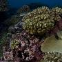 《国家地理频道 太平洋海洋天堂》(National Geographic Wild Pacific Ocean Paradise)[PDTV][TVRip]