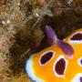 《国家地理频道 水下绿洲》(National Geographic Wild Underwater Oasis)[PDTV][TVRip]