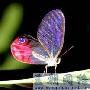 《探索频道 生命的速度》(Discovery Channel Speed of Life)更新至第1-3集[HDTV]