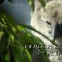 《BBC 自然世界2010：吃猴子的奥里诺科哈佩雕 》(BBC - Natural World 2010 - The Monkey-Eating Eagle of the Orinoco)[720P]