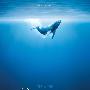《海洋》(Oceans)[BDRip]
