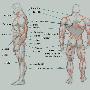 《Male Muscle Concept I》(Male Muscle Concept I)no[WMV]