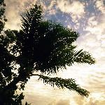 海滩天空椰树 自然风光 风景图片