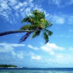 贴子主题: 金色海滩－－蔚蓝天空下的椰树～好美的景色 自然风光 风景图片