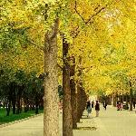 贴子主题: 秋日里的北京！ 自然风光 风景图片