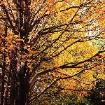 Golden   fall图片 自然风光 风景图片