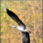 飞翔的鸭子图片 自然风光 风景图片