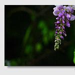 雨中紫藤图片 自然风光 风景图片
