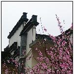 --——初春的新安江，美丽的油菜花（第二篇）图片 自然风光 风景图片