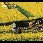 罗平菜花图片 自然风光 风景图片