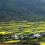江岭油菜花图片 自然风光 风景图片