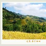 龙脊.金色梯田之一图片 自然风光 风景图片
