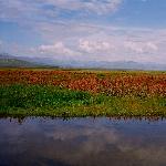 新疆----天鹅湖图片 自然风光 风景图片