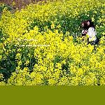油菜花正黄图片 自然风光 风景图片