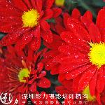 深圳摄影培训作品：深圳东湖公园菊花展图片 自然风光 风景图片