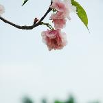 广州南沙赏樱花。。。图片 自然风光 风景图片